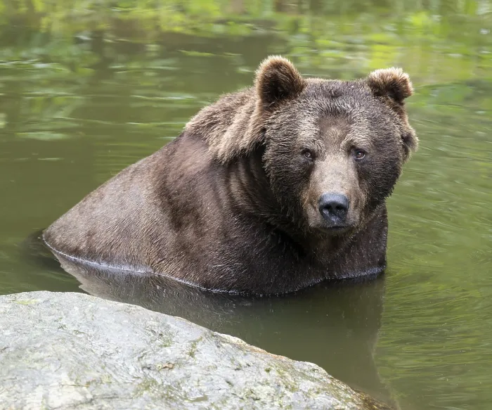 Framed Print : Brown bear (Ursus arctos) sits in the water and looks attentively