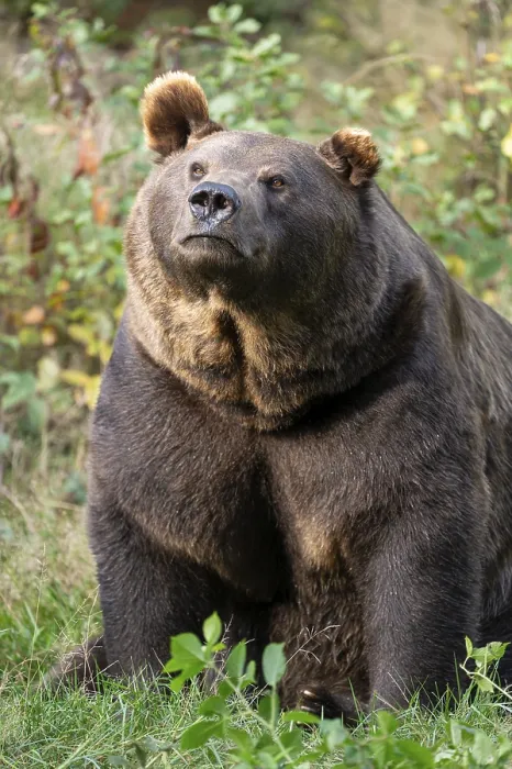 Framed Print : Brown bear (Ursus arctos) sitting on a forest meadow Framed Print : Brown bear (Ursus arctos) sitting on a forest meadow