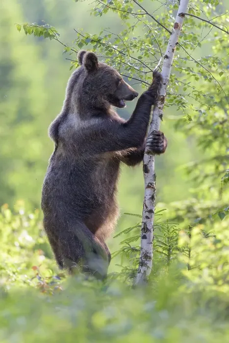 Framed Print : Brown bear (Ursus arctos), standing erect