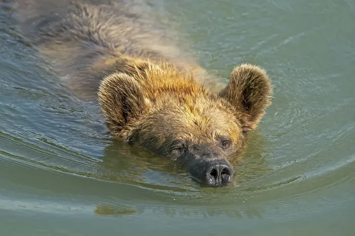 Framed Print : Brown bear (Ursus arctos) swims in pond Framed Print : Brown bear (Ursus arctos) swims in pond