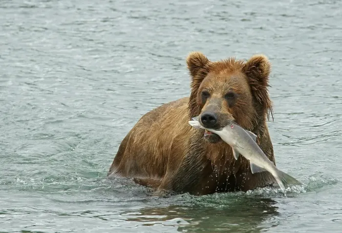 Framed Print : Brown bear (Ursus arctos) in water with salmon in mouth