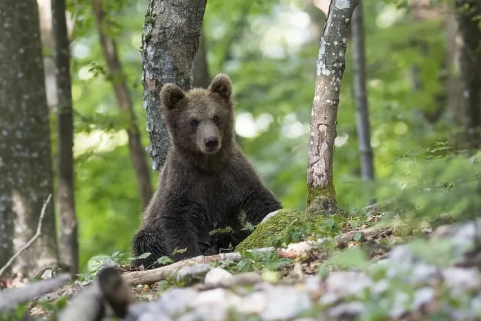 Framed Print : Brown bear (Ursus arctos), young animal in the forest