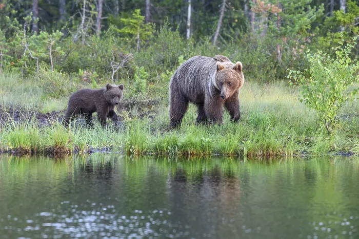Framed Print : A brown bear (Ursus arctos) with young on a quiet lakeshore surrounded by lush vegetation at dusk Framed Print : A brown bear (Ursus arctos) with young on a quiet lakeshore surrounded by lush vegetation at dusk