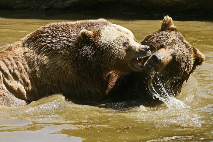 Framed Print : Two brown bears (Ursus arctos) bathing in a pond Framed Print : Two brown bears (Ursus arctos) bathing in a pond