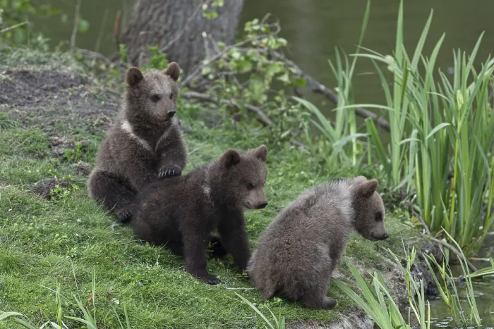 Framed Print : Brown bears (Ursus arctos) cubs on the shore of a lake Framed Print : Brown bears (Ursus arctos) cubs on the shore of a lake