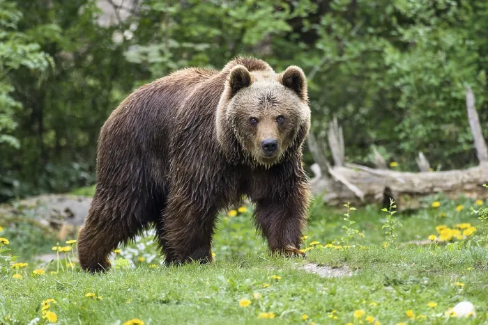 Framed Print : Brown bears, Ursus arctos, Europe, zoo, captive Framed Print : Brown bears, Ursus arctos, Europe, zoo, captive