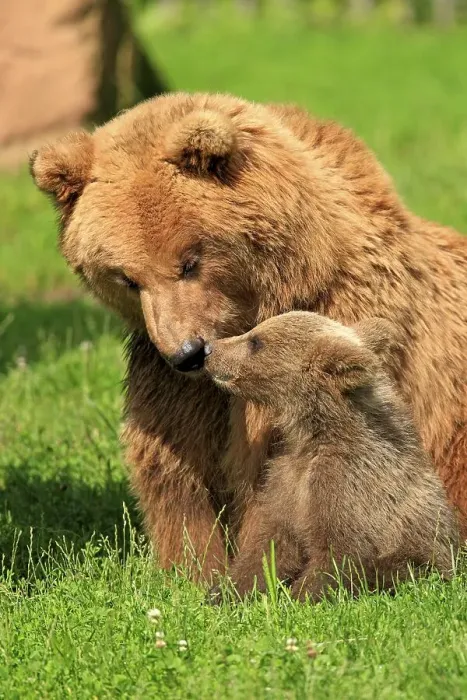 Framed Print : Brown Bears (Ursus arctos), female with a cub Framed Print : Brown Bears (Ursus arctos), female with a cub