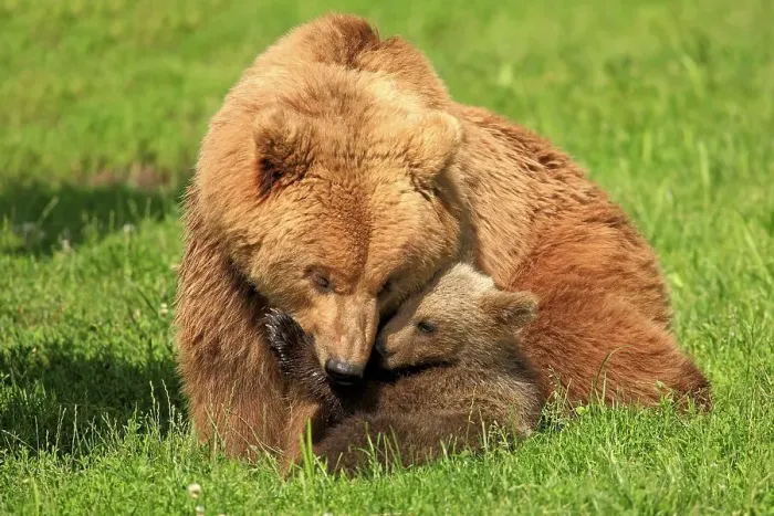 Framed Print : Brown Bears (Ursus arctos), female with a cub