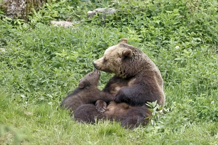 Framed Print : Brown bears (Ursus arctos), mother and cub Framed Print : Brown bears (Ursus arctos), mother and cub