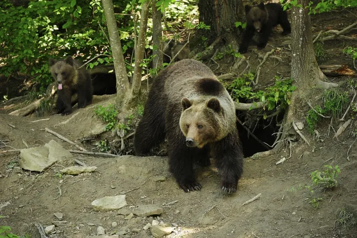 Framed Print : Brown Bears (Ursus arctos), mother with her cubs