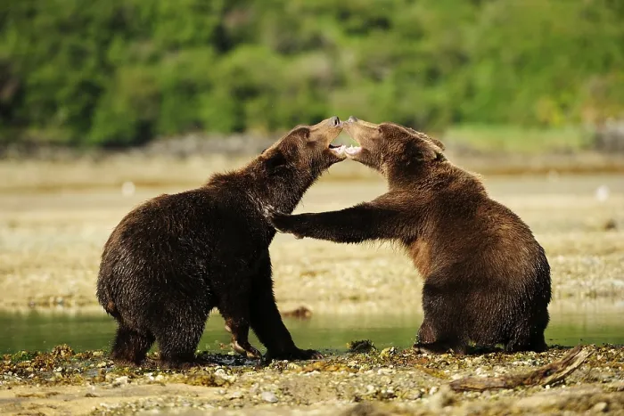 Framed Print : Two Brown Bears (Ursus arctos) play-fighting with each other Framed Print : Two Brown Bears (Ursus arctos) play-fighting with each other