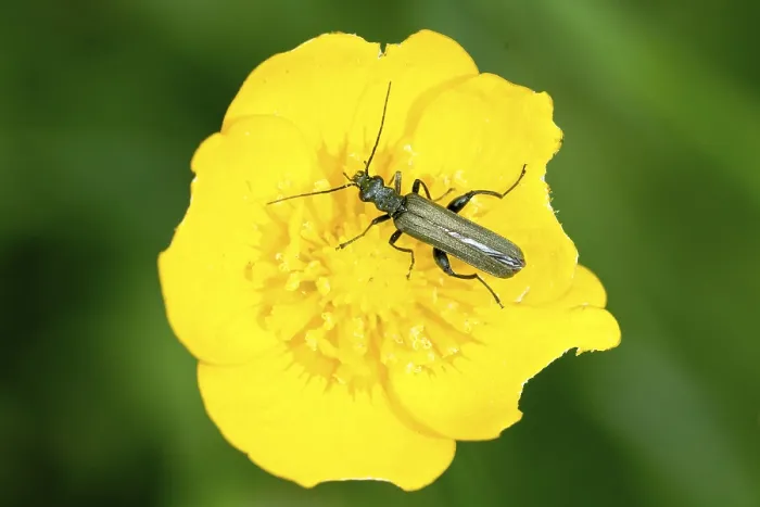 Framed Print : Brown beetle on the yellow flower with blurred background