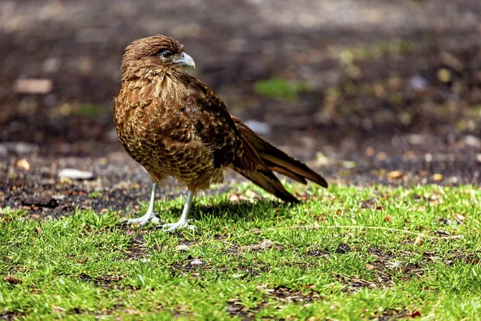 Framed Print : A brown bird of prey stands on green grass in a natural environment