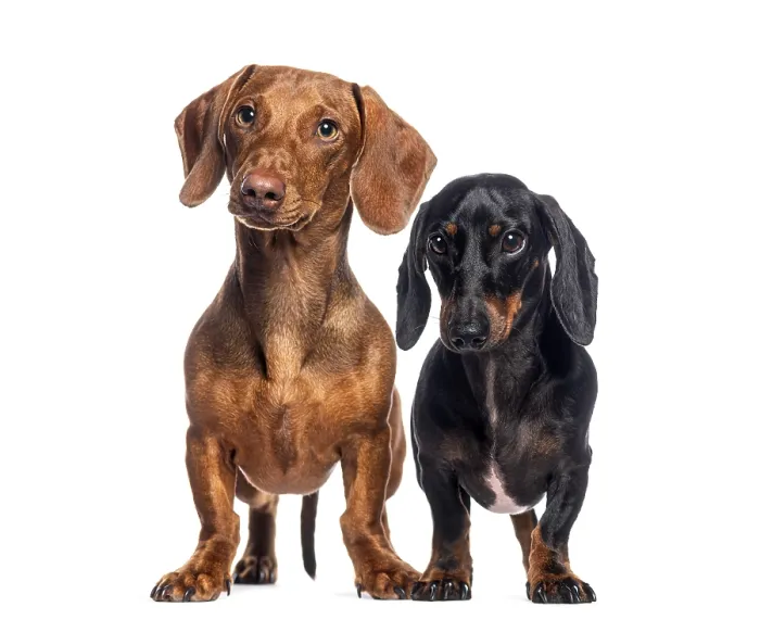 Framed Print : Brown and black dachshunds standing together on a white background Framed Print : Brown and black dachshunds standing together on a white background