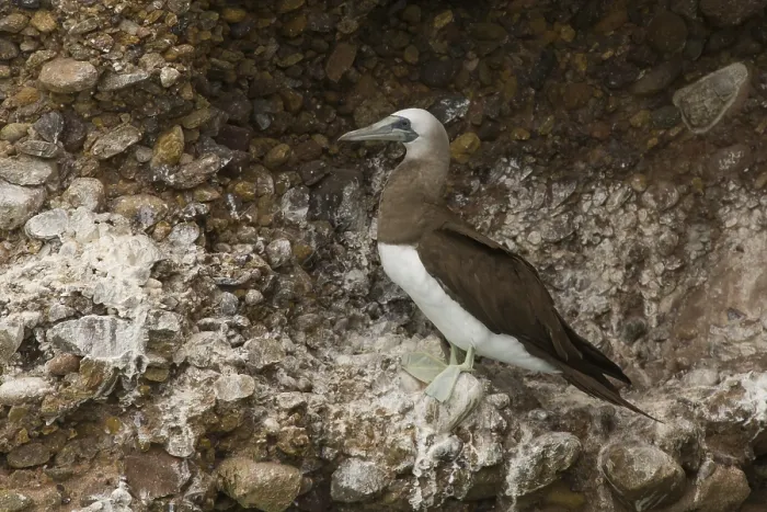 Framed Print : Brown Booby (Sula leucogaster)