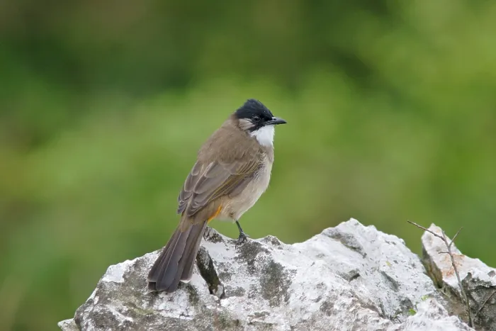 Framed Print : Brown-breasted Bulbul, Brown-breasted Bulbul Framed Print : Brown-breasted Bulbul, Brown-breasted Bulbul