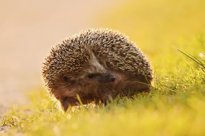 Framed Print : Brown-breasted hedgehog or Western European hedgehog (Erinaceus europaeus)