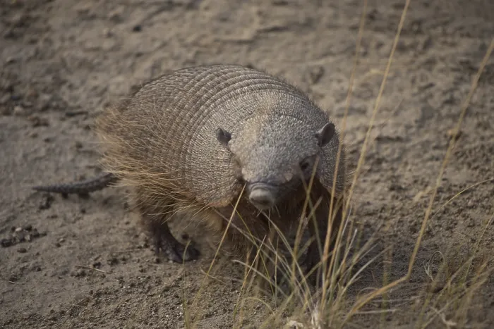 Framed Print : Brown-bristled armadillo (Chaetophractus villosus)