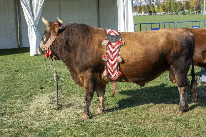 Framed Print : Brown bull with traditional Turkish fabric on it on green grass in display Framed Print : Brown bull with traditional Turkish fabric on it on green grass in display