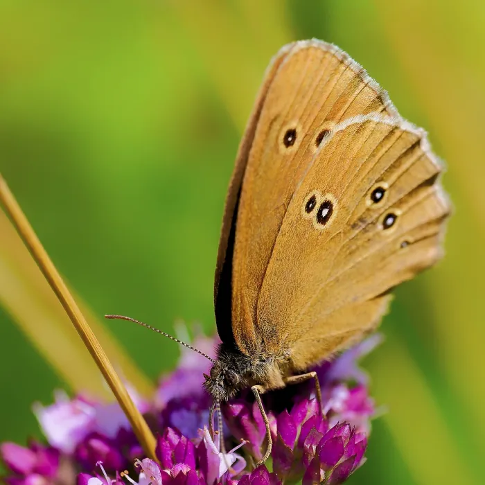 Framed Print : A brown butterfly sits on a flower with an impressive wing design Framed Print : A brown butterfly sits on a flower with an impressive wing design