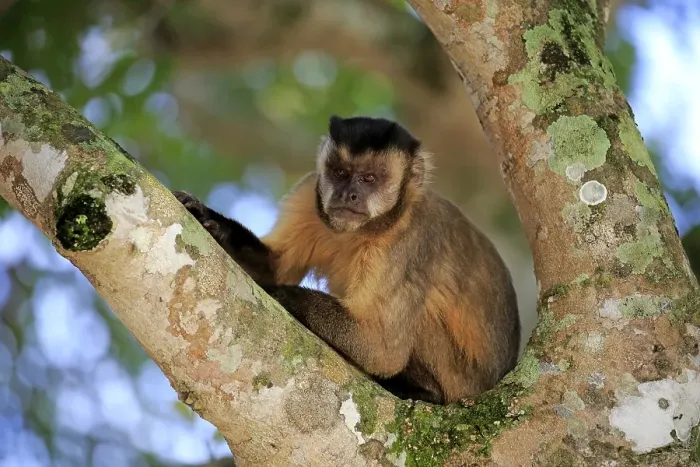 Framed Print : Brown Capuchin, Tufted Capuchin Framed Print : Brown Capuchin, Tufted Capuchin