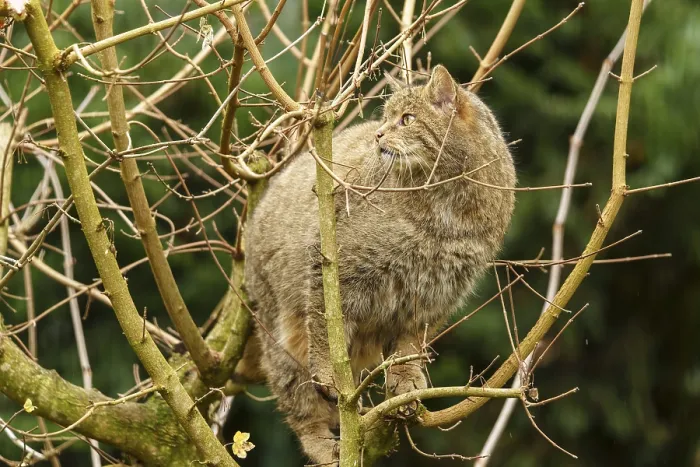 Framed Print : A brown cat climbing skilfully in a bare tree Framed Print : A brown cat climbing skilfully in a bare tree
