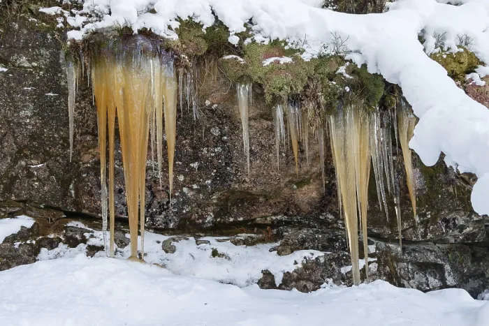 Framed Print : Brown colored icicles hanging from a cliff with snow in foreground and background in Norway