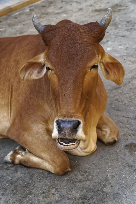 Framed Print : Brown cow with horns is relaxing on the street looking at the camera