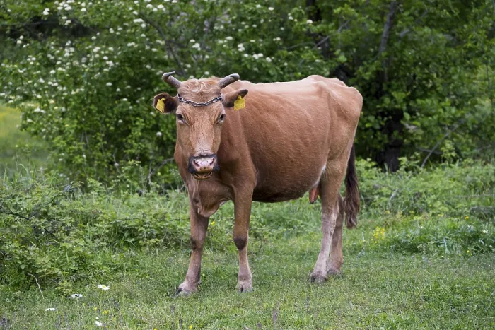 Framed Print : Brown cow standing on a green meadow with trees in the background Framed Print : Brown cow standing on a green meadow with trees in the background