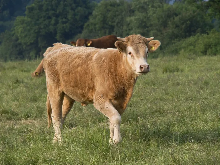 Framed Print : A brown cow stands on a green field with trees in the background