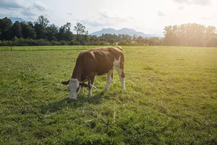 Framed Print : Brown cows on the green field in Bayern