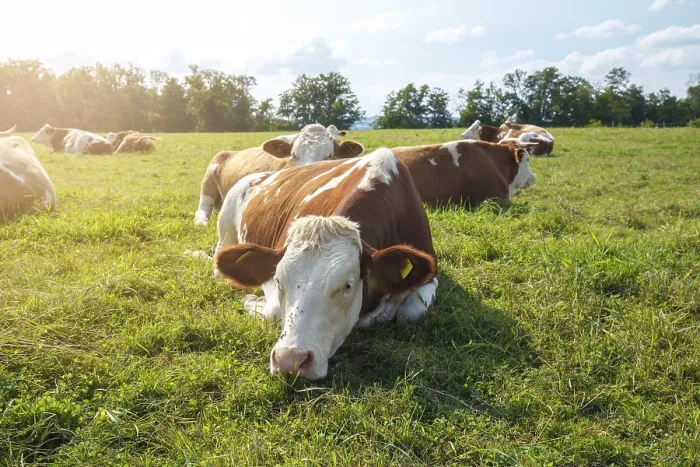 Framed Print : Brown cows on the green field in Bayern