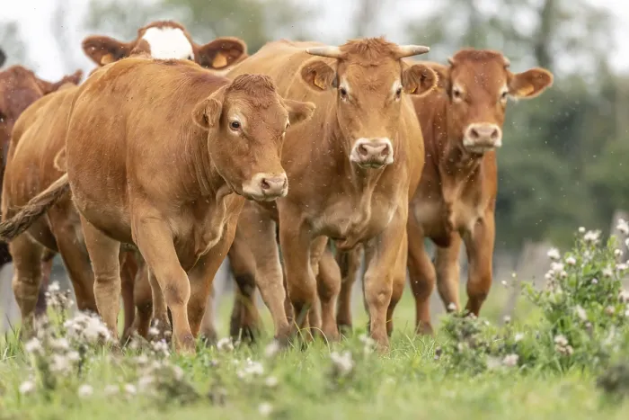 Framed Print : Brown cows in a pasture in summer. Alsace, France