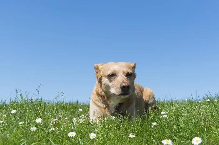 Framed Print : Brown cross breed dog laying in grass