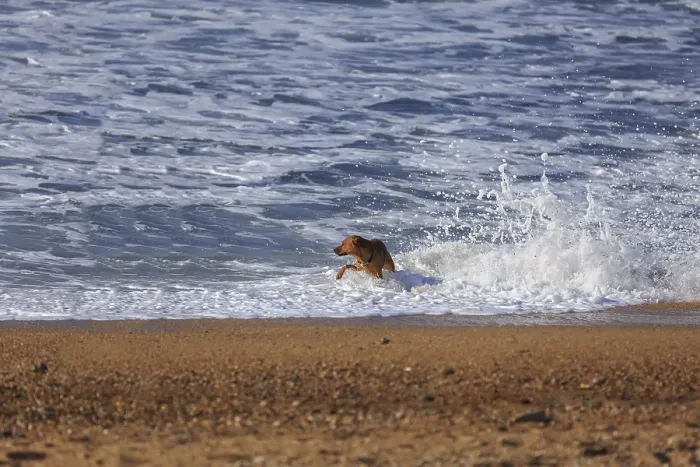 Framed Print : Brown dog playing in ocean wave splashes