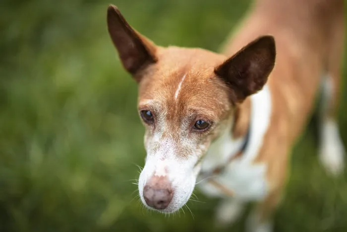 Framed Print : Brown dog, Podenco, expressing peacefully in the countryside