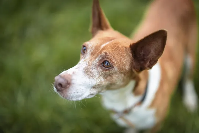 Framed Print : Brown dog, Podenco, in grass with expectant upward view