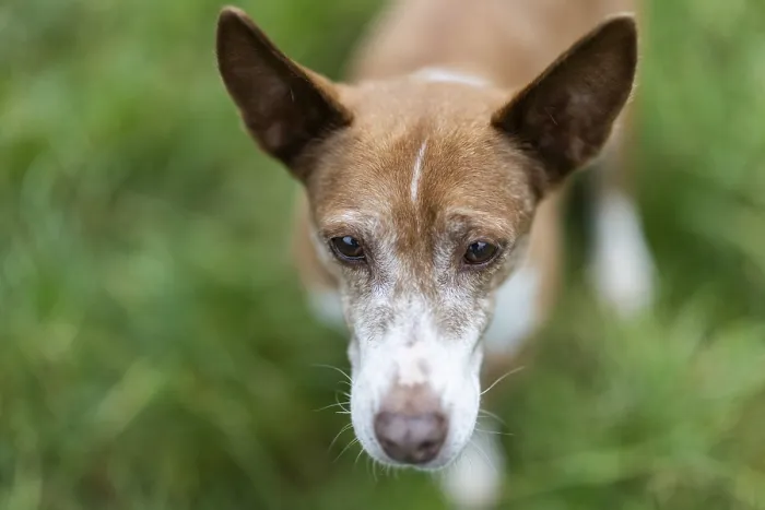 Framed Print : Brown dog, Podenco, looks thoughtful in the lawn