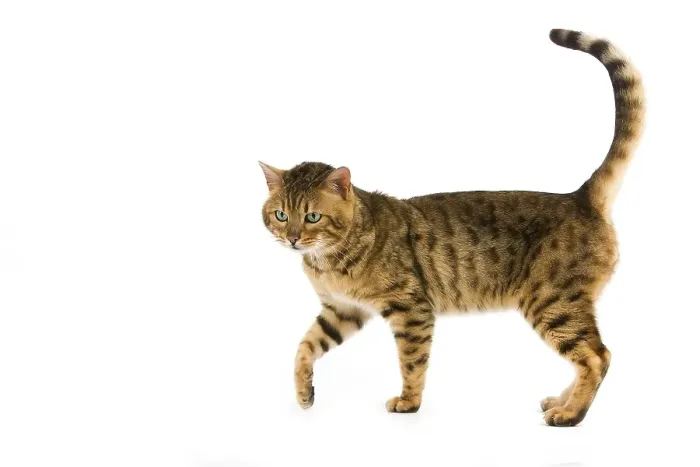 Framed Print : BROWN DUCKED BENGALIAN CAT, adult BEFORE WHITE BACKGROUND Framed Print : BROWN DUCKED BENGALIAN CAT, adult BEFORE WHITE BACKGROUND