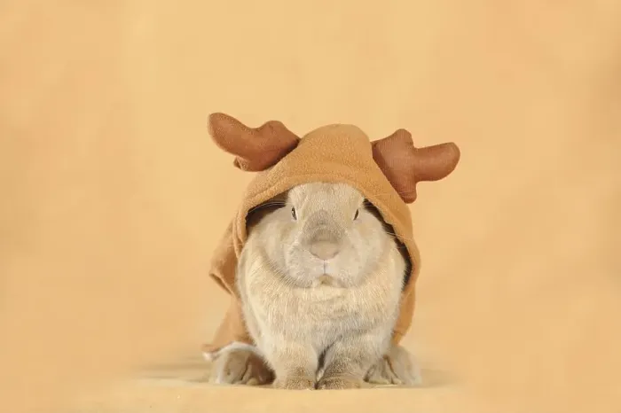 Framed Print : Brown dwarf English Lop rabbit wearing a reindeer costume
