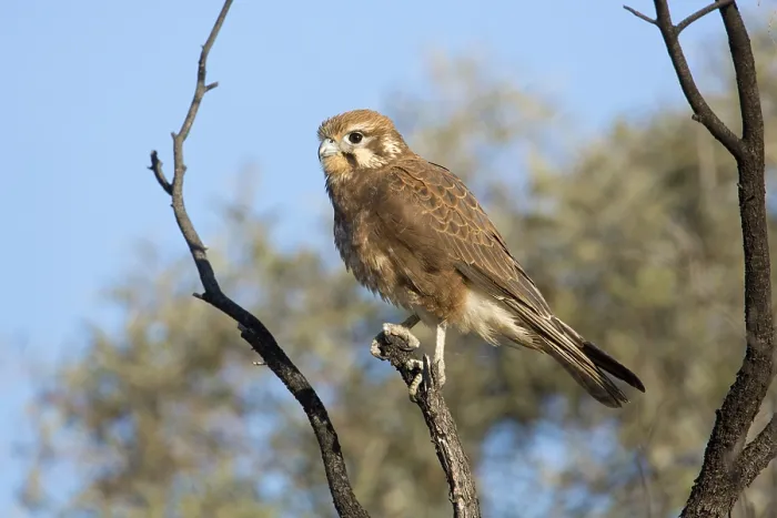 Framed Print : Brown Falcon (Falco berigora) perched on a branch