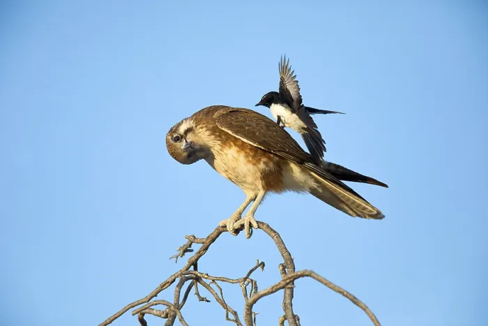 Framed Print : Brown Falcon (Falco berigora) perched on a branch Framed Print : Brown Falcon (Falco berigora) perched on a branch