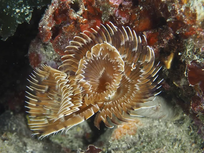 Framed Print : Brown feather worm with spiral tentacles