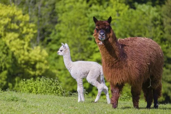 Framed Print : One brown female Alpaca (Vicugna pacos) stands with her young on a fresh green meadow