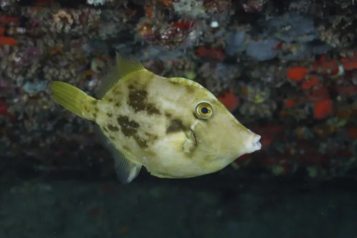 Framed Print : Brown filefish (Stephanolepis hispidus)