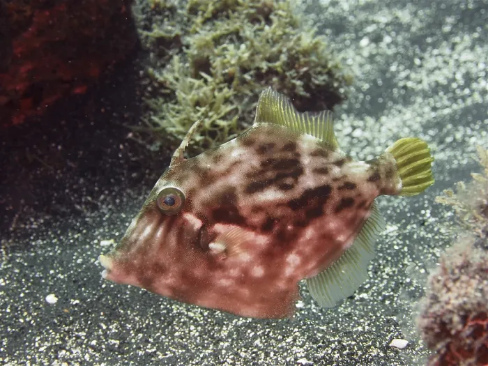 Framed Print : Brown filefish (Stephanolepis hispidus)