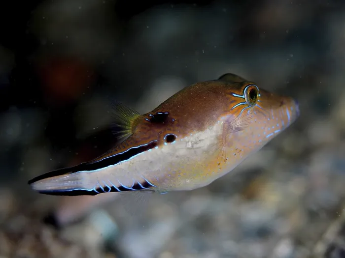 Framed Print : A brown fish with neon coloured accents Framed Print : A brown fish with neon coloured accents