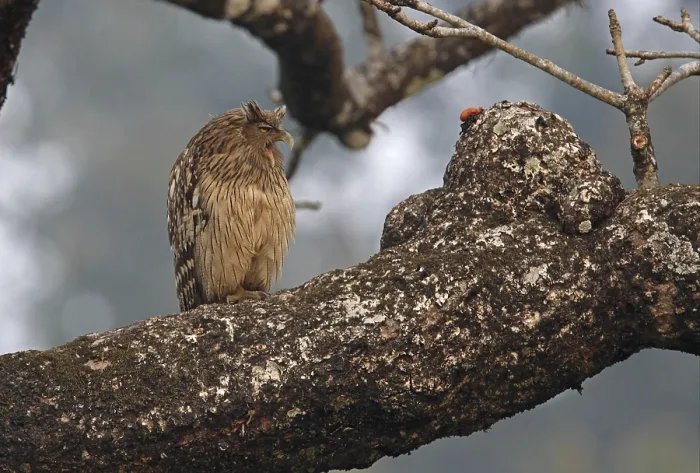 Framed Print : Brown Fish-owl (Ketupa zeylonensis) Framed Print : Brown Fish-owl (Ketupa zeylonensis)