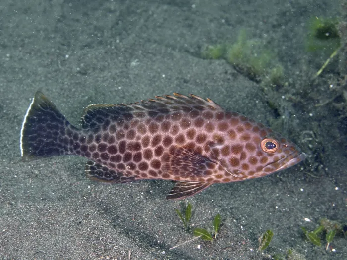 Framed Print : A brown fish with a spotted pattern