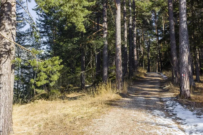 Framed Print : Brown footpath in a forest of green pines and firs on Dolomites snowy mountains in winter Framed Print : Brown footpath in a forest of green pines and firs on Dolomites snowy mountains in winter